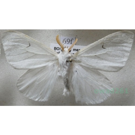 Arctornis l-nigrum (Müller, 1764) male Brudnica czarnelka Czech69f